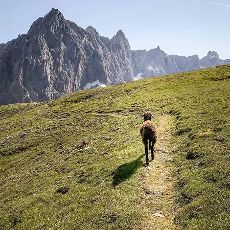 Haus Am Dachstein *
